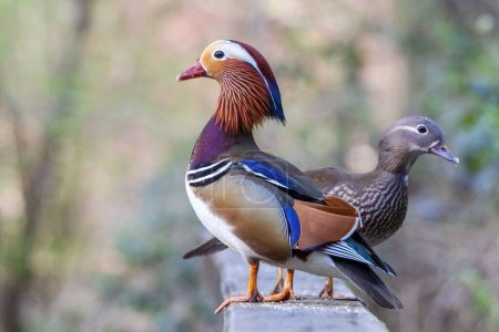 A closeup of two mandarin ducks facing the opposite directions standing on the same board