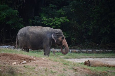 Foto de Un elefante indio solitario descansando en el zoológico - Imagen libre de derechos