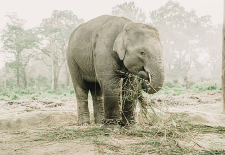 Photo for An elephant breeding in Chitwan in Nepal - Royalty Free Image
