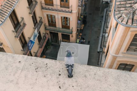 Téléchargez les photos : Un pigeon sauvage perché sur le toit d'un bâtiment à Grenade, Andalousie, Espagne - en image libre de droit
