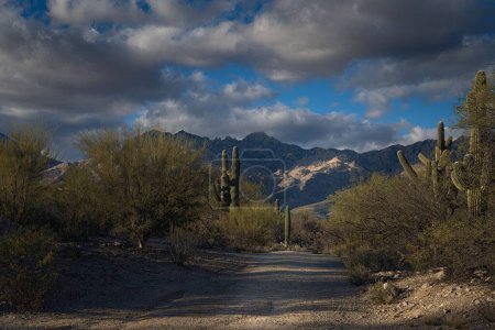 Téléchargez les photos : Une belle vue sur un sentier à travers le désert près de Tuscon Arizona avec les montagnes Catalina en arrière-plan - en image libre de droit
