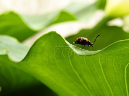 Téléchargez les photos : Gros plan du scarabée japonais (Gallerucida bifasciata) reposant sur la feuille verte - en image libre de droit