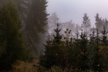 Téléchargez les photos : Une belle photo de pins dans une forêt couverte de brouillard et de brouillard - en image libre de droit