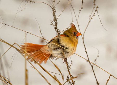 Téléchargez les photos : Un gros plan d'un cardinal du Nord sur une branche par une froide journée d'hiver - en image libre de droit