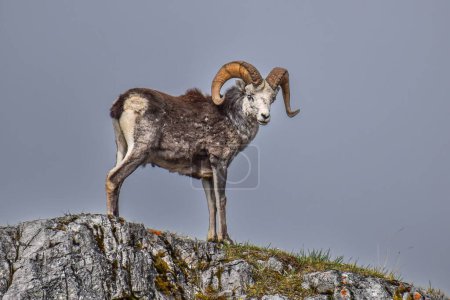 Téléchargez les photos : Vue panoramique d'un mouton de montagne debout au sommet d'une montagne rocheuse avec le ciel gris à l'arrière - en image libre de droit