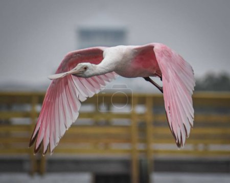 Téléchargez les photos : Gros plan d'un oiseau rose à bec rose, volant et atterrissant avec ses ailes écartées, avec une maison clôturée dans le fond flou - en image libre de droit