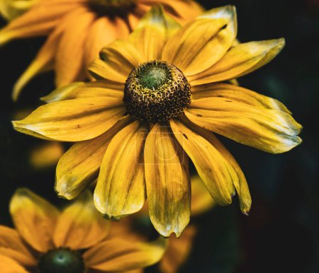 Photo for A closeup shot of Golden Coneflowers on the borders at Ascott House National Trust, England - Royalty Free Image