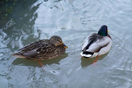 Photo for A closeup of mallard ducks swimming on a lake in a park in daylight - Royalty Free Image