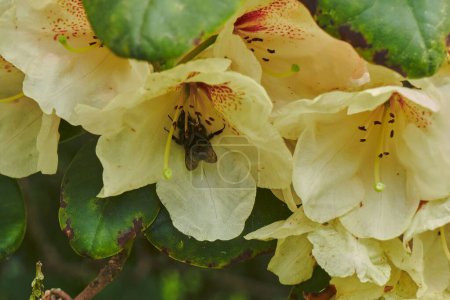 Téléchargez les photos : Gros plan d'une abeille pollinisant une fleur jaune - en image libre de droit