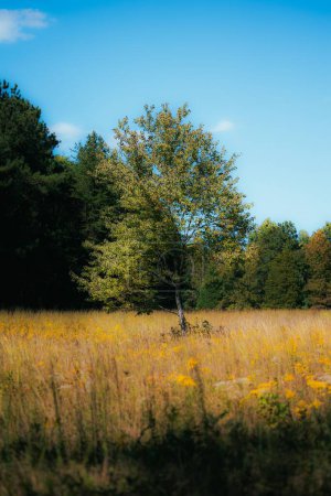 Foto de Un plano vertical de un árbol cubierto de hojas verdes en un campo bajo el cielo azul - Imagen libre de derechos