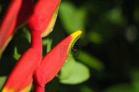 Téléchargez les photos : Une macro photo d'Heliconia rouge fleurissant dans un jardin avec fond bokeh - parfait pour le papier peint - en image libre de droit