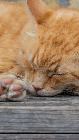 Foto de Un gato jengibre durmiendo en el suelo de madera - Imagen libre de derechos