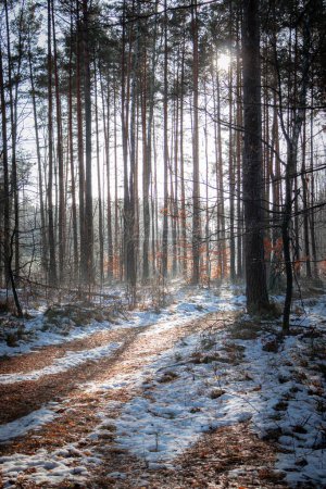 Foto de Un paisaje de un sendero nevado en el bosque con árboles largos en el invierno - Imagen libre de derechos