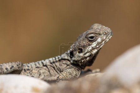 Photo for A closeup shot of a starred agama standing on a rock in the wild - Royalty Free Image