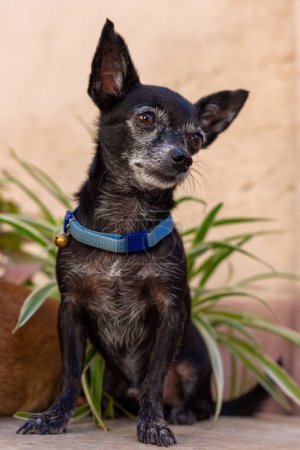 Photo for A vertical closeup of a sitting black Chihuahua. - Royalty Free Image
