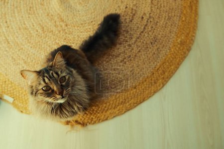 Téléchargez les photos : Une vue de dessus d'un chat mignon debout sur le tapis à la maison - en image libre de droit