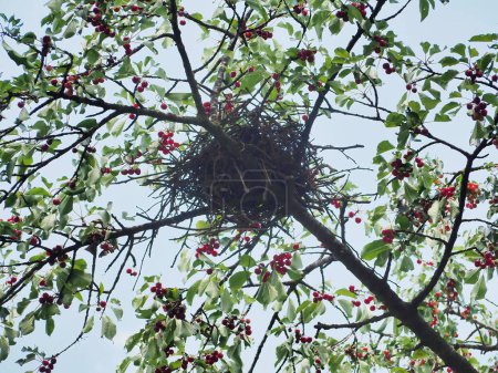 Téléchargez les photos : Une vue en angle bas du nid d'oiseaux sur un cerisier pittoresque - en image libre de droit