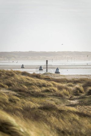 Téléchargez les photos : Une vue naturelle de la plage herbeuse avec des bouys sur le sable durin marée basse - en image libre de droit