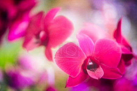 Photo for A closeup shot of pink dendrobium orchids at Kew Gardens annual orchid festival - Royalty Free Image
