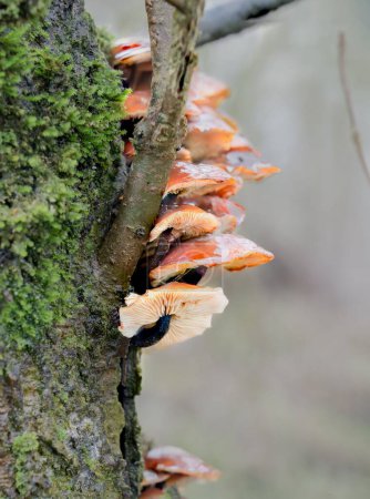 Photo for A tiered troop of Velvet Shank (Flammulina velutipes) mushrooms growing on the side of an Alder tree - Royalty Free Image