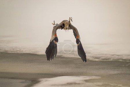 Téléchargez les photos : Grand héron, Ardea herodias oiseau volant près de la surface gelée d'un lac glacé en hiver - en image libre de droit