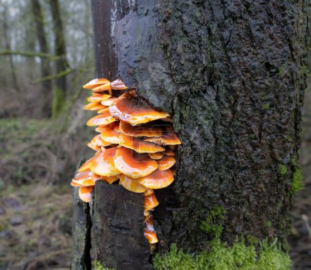 Foto de Una tropa estratificada de champiñones de caña de terciopelo (Flammulina velutipes) que crecen al lado de un árbol de aliso - Imagen libre de derechos