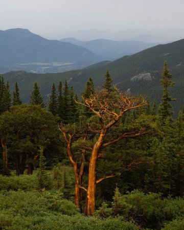 Téléchargez les photos : Plan vertical d'un arbre mort seul entouré d'arbres verts avec des montagnes en arrière-plan - en image libre de droit
