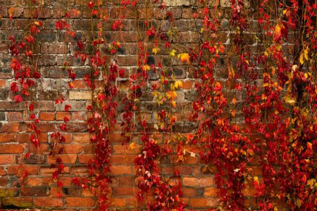 Foto de Una hermosa foto de una pared de jardín de ladrillo cubierta con hojas rojas - Imagen libre de derechos