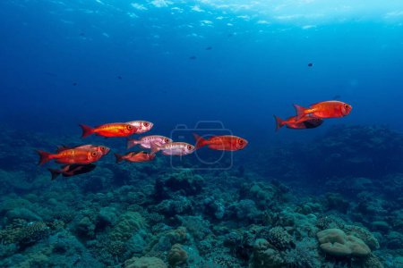 Téléchargez les photos : Un banc de cygne nageant près des coraux dans l'eau de mer bleu clair - en image libre de droit