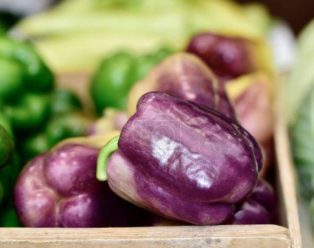 Téléchargez les photos : Gros plan d'un poivron Lilas Royal Purple - en image libre de droit