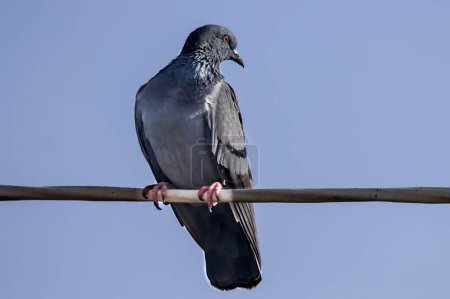 Photo for A close-up shot of a pigeon sitting on a wire - Royalty Free Image