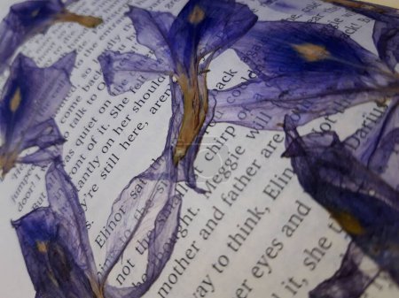 Téléchargez les photos : Un gros plan de pages de livres ouvertes recouvertes de pétales d'iris séchés - en image libre de droit