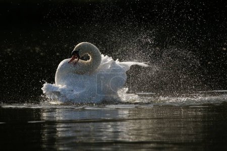 Photo for A closeup of a graceful mute swan splashing the lake water with its white wings - Royalty Free Image