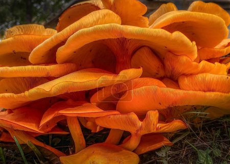 A closeup shot of a cluster of poisonous orange Omphalotus olearius mushrooms or the jack-o'-lantern mushroom in the grass in the forest