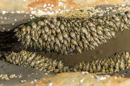 Photo for A selective focus of Lepadomorph barnacles - Royalty Free Image