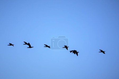 Photo for A beautiful shot of crane birds flying in a blue sky - Royalty Free Image