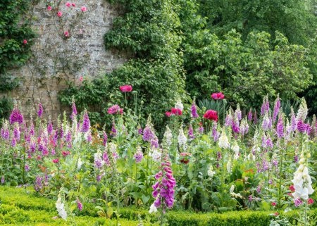 Téléchargez les photos : Un plan pittoresque de Foxgloves colorés plante de fleur sur un jardin - en image libre de droit