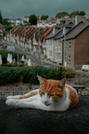 Téléchargez les photos : Un gros plan vertical d'un adorable chat tabby au gingembre posé à l'extérieur contre une vue sur un quartier - en image libre de droit