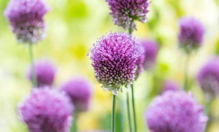 Photo for A display of Round-headed leek plants at Wisley Gardens flower festival - Royalty Free Image