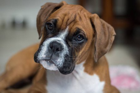 A closeup shot of a brown boxer dog staring at the camera
