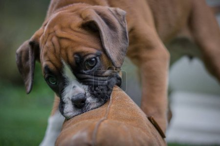 Photo for A closeup shot of a brown boxer dog playing outdoors - Royalty Free Image