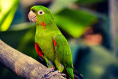 A closeup shot of a white-eyed parakeet perched on a branch Poster #654184050