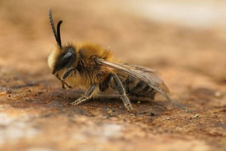Gros plan détaillé sur un mâle Vernal colletes cunicularius, une abeille minière émergente spécialisée dans le pollen de Salix