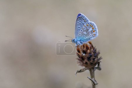 Téléchargez les photos : Une photo macro d'un papillon bleu commun sur une plante - en image libre de droit