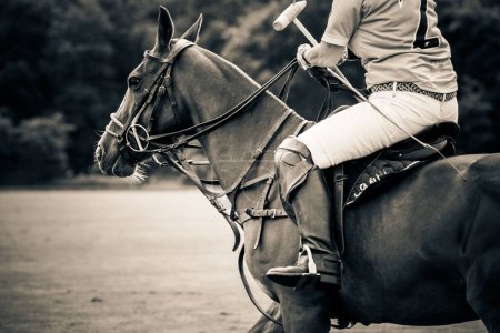 Téléchargez les photos : Une échelle de gris d'un joueur de polo masculin sur un cheval - en image libre de droit
