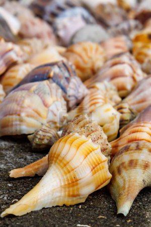 Photo for A vertical closeup of seashells on the ground - Royalty Free Image