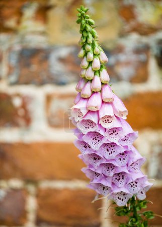 Téléchargez les photos : Un plan vertical d'une plante de fleurs de Foxgloves - en image libre de droit