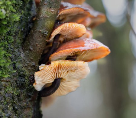 Photo for A tiered troop of Velvet Shank mushrooms growing on the side of an Alder tree - Royalty Free Image