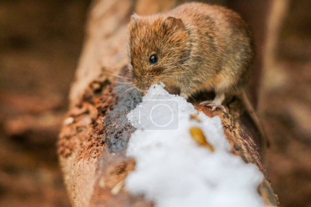 Photo for A closeup of a cute Bank vole on the wood covered in snow - Royalty Free Image