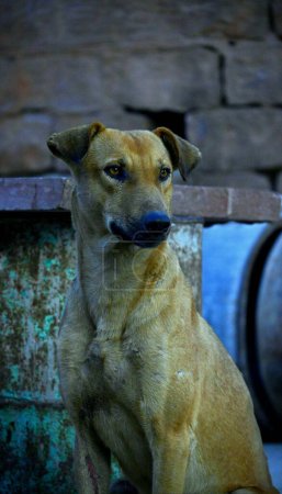 Foto de Un disparo vertical de un perro indio paria en la pared - Imagen libre de derechos